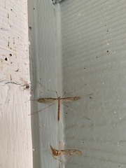 Tricyphona