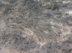 Mulloidichthys flavolineatus