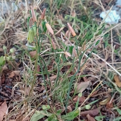 Albuca cooperi