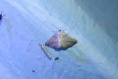 Petrophora subaequaria