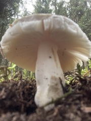 Russula virescens