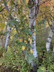 Betula