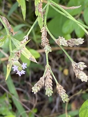Verbena brasiliensis