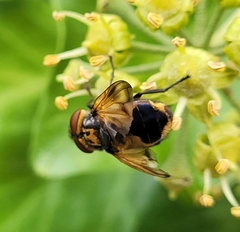 Phasia aurigera
