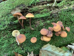 Gymnopilus picreus
