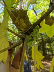 Kalopanax septemlobus