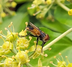 Phasia aurigera