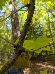 Kalopanax septemlobus