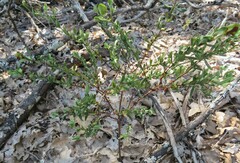 Hypericum hypericoides