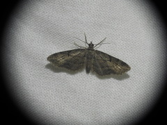 Eupithecia unedonata