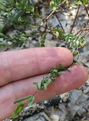 Hypericum hypericoides