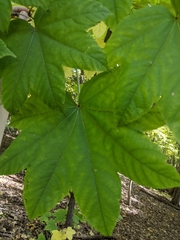 Kalopanax septemlobus