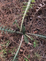 Cirsium horridulum