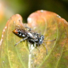 Tachysphex terminatus