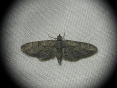 Eupithecia oxycedrata