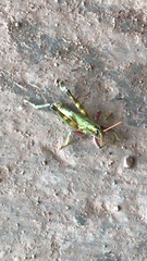 Campylacantha olivacea