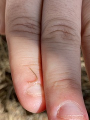 Blaniulus guttulatus