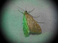 Sitochroa verticalis