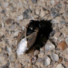 Geocoris