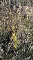 Jacobaea grandidentata