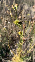 Jacobaea grandidentata