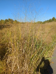 Panicum virgatum