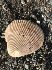 Clinocardium nuttallii