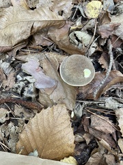 Xerocomellus chrysenteron