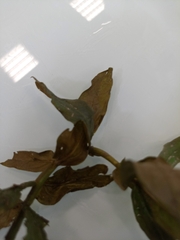 Potamogeton perfoliatus