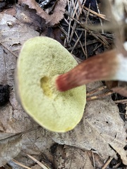 Xerocomellus chrysenteron