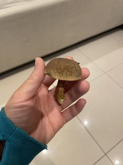 Xerocomellus chrysenteron