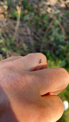 Aedes nigromaculis