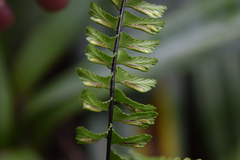 Asplenium monanthes