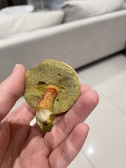 Xerocomellus chrysenteron