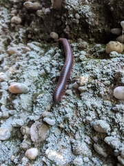 Narceus americanus