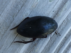 Hydrophilus ovatus