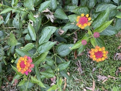 Lantana