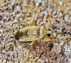 Parthenicus juniperi