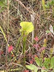 Sarracenia flava