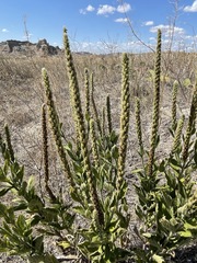 Verbena stricta