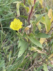 Oenothera villosa