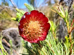 Protea nana