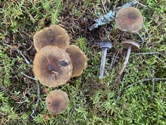 Cortinarius lindstroemii