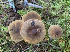 Cortinarius lindstroemii