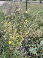 Oenothera villosa