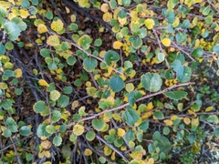 Betula pumila