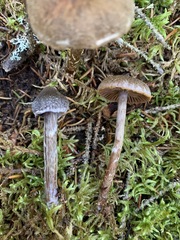 Cortinarius lindstroemii