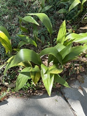 Aspidistra