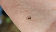 Pseudoedophrys hilleri