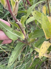Oenothera villosa